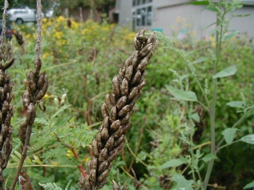 Canada Milkvetch (Astragalus canadensis)