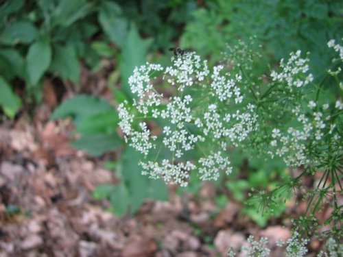 Poison Hemlock (Conium maculatum)