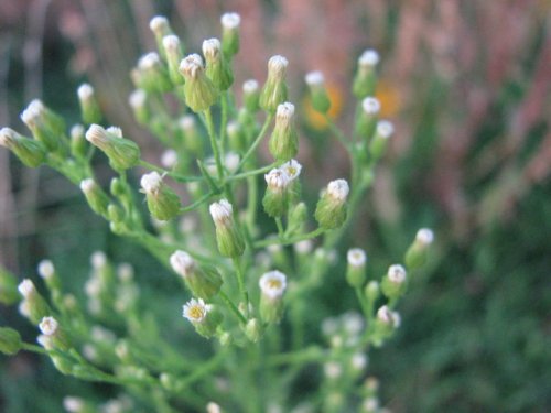 Tall Horseweed (Conyza canadensis)