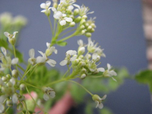 Whitetop (Lepidium draba)