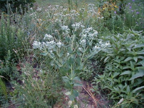 Snow on the Mountain (Euphorbia marginata)