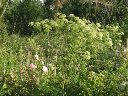 Water Hemlock (Cicuta maculata)