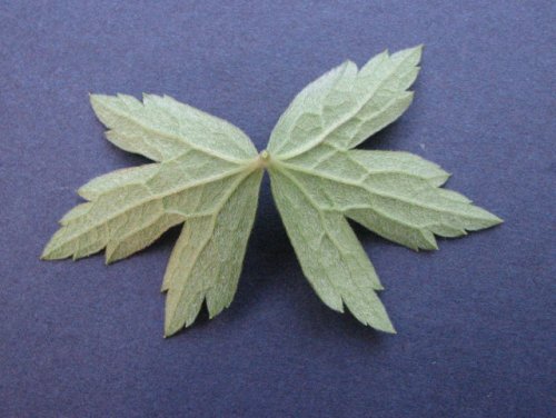 Canada Anemone (Anemone canadensis)