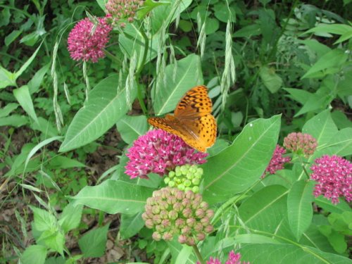 Purple Milkweed (Asclepias purpurascens)