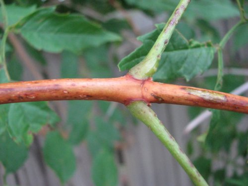 Trumpet Creeper (Campsis radicans)