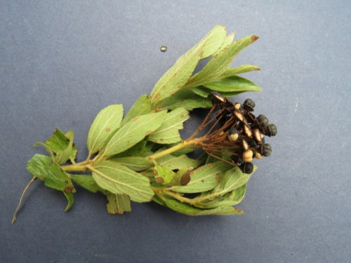 Inland New Jersey Tea (Ceanothus herbaceus)