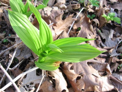 Yellow Lady's Slipper (Cypripedium pubescens)