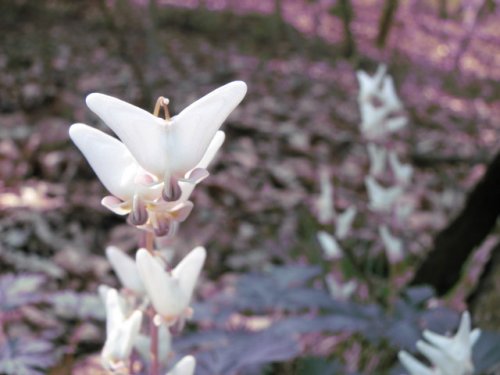 Dutchman's Breeches (Dicentra cucullaria)