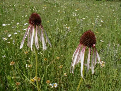 Pale Coneflower (Echinacea pallida)