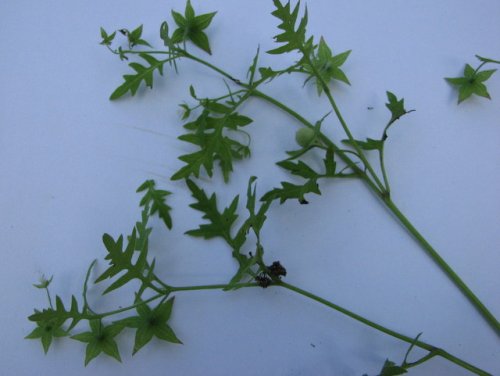 Waterpod (Ellisia nyctelea)