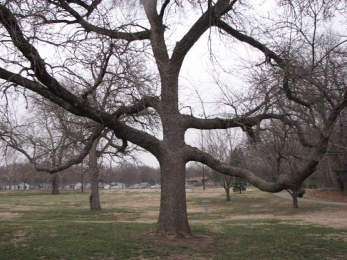 Green Ash (Fraxinus pennsylvanica)