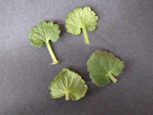 Ground Ivy (Glechoma hederacea)