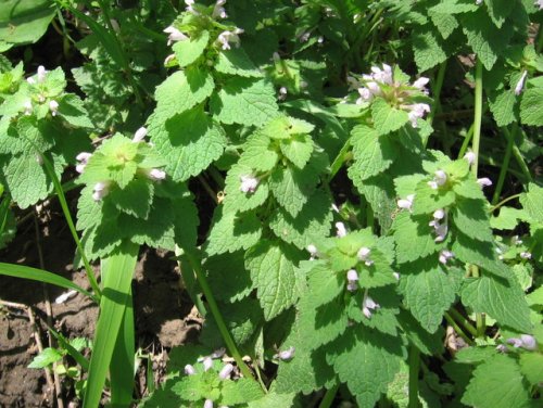 Purple Deadnettle (Lamium purpureum)