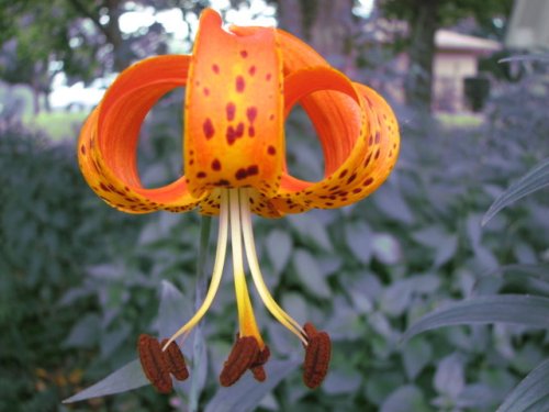 Michigan Lily (Lilium michiganense)