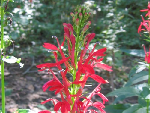 Cardinal Flower (Lobelia cardinalis)