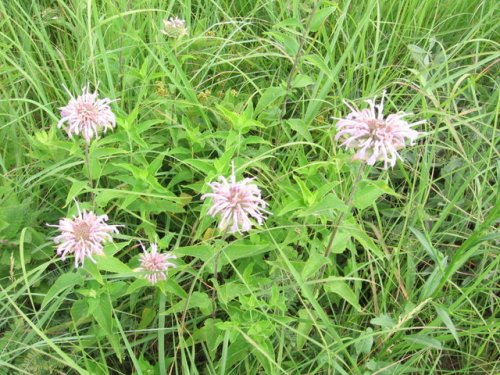 Mint-leaf Beebalm (Monarda fistulosa)