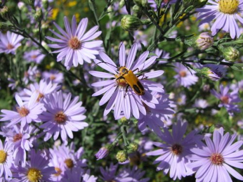 Smooth blue aster (Aster laevis)
