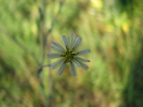 Willow Leafed Lettuce (Lactuca saligna)