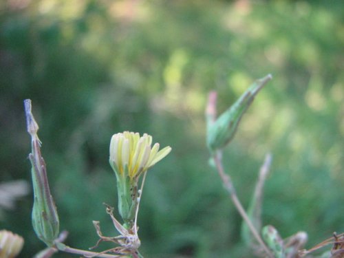 Prickly Lettuce (Lactuca serriola)