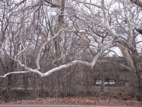 Common Sycamore (Platanus occidentalis)