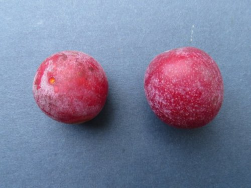 Wild Plum (Prunus americana)