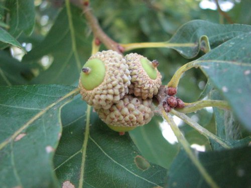 White Oak (Quercus alba)