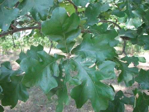 Post Oak (Quercus stellata)