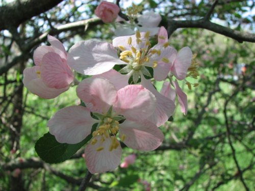 Prairie Crabapple (Malus ioensis)