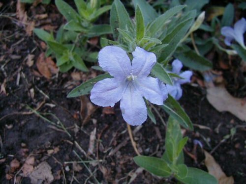 Prairie Petunia (Ruellia humilis)