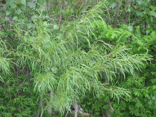 Sandbar Willow (Salix exigua)