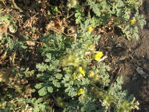 Buffalobur Nightshade (Solanum rostratum)