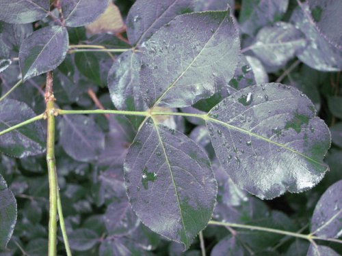 Bladdernut (Staphylea trifolia)