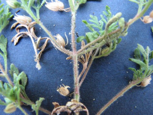 Narrowleaf Paleseed (Leucospora multifida)