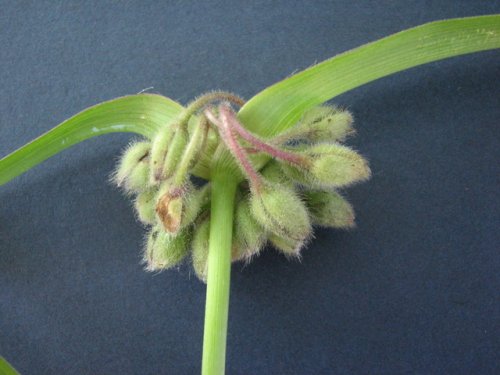 Bracted Spiderwort (Tradescantia bracteata)