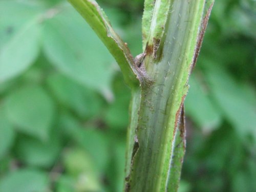 Wingstem (Verbesina alternifolia)