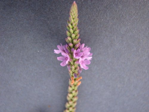 Blue Verbena (Verbena hastata)