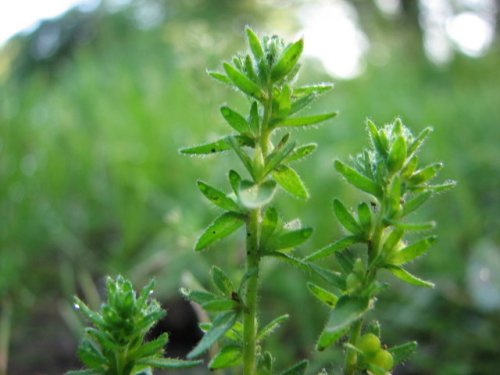 Corn Speedwell (Veronica arvensis)