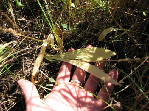 Loesel's twayblade (Liparis loeselii)