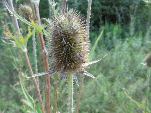 Cut Leaf Teasel (Dipsacus laciniatus)