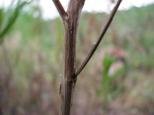 Prairie Broomweed (Amphiachyris dracunculoides)