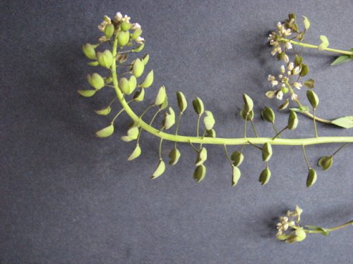 clasping-leaf pepper-grass (Lepidium perfoliatum)