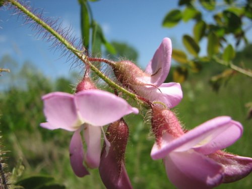 Bristly Locust (Robinia hispida)