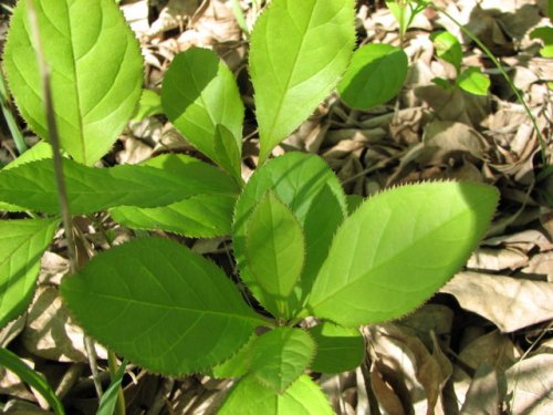 Chinese Fringe Tree (Chionanthus retusa)