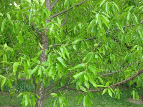 Sawtooth Oak (Quercus acutissima)