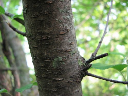 Mahaleb Cherry (Prunus mahaleb)