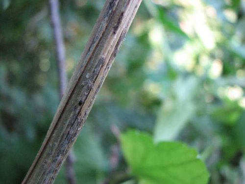 Virginia Clematis (Clematis virginiana)