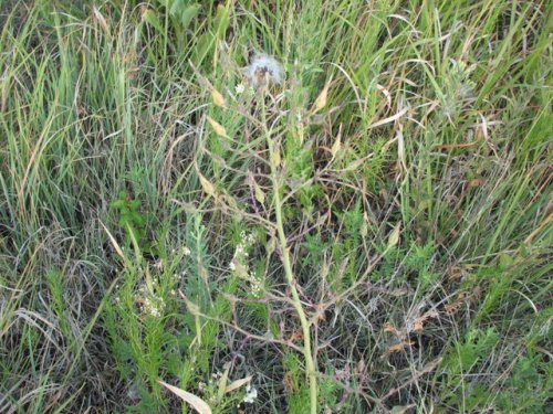 Western Wild Lettuce (Lactuca ludoviciana)