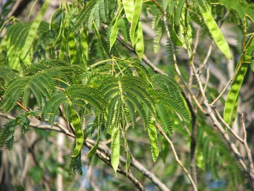 Silktree (Albizia julibrissin)