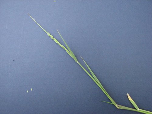 Prairie Cup Grass (Eriochloa contracta)