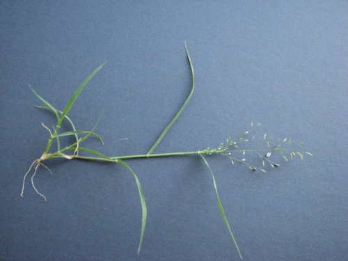 Stinkgrass (Eragrostis cilianensis)